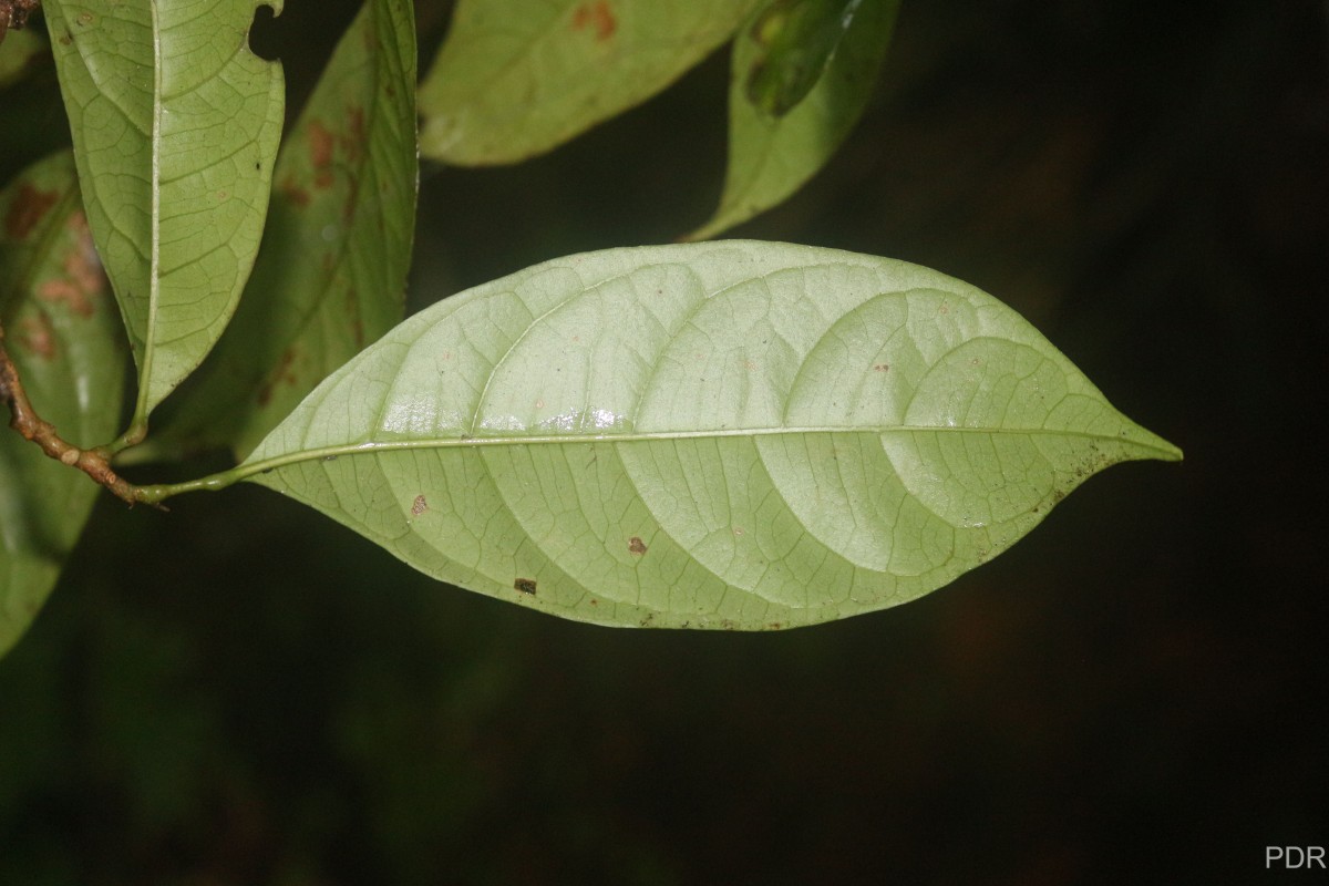 Allophylus zeylanicus L.